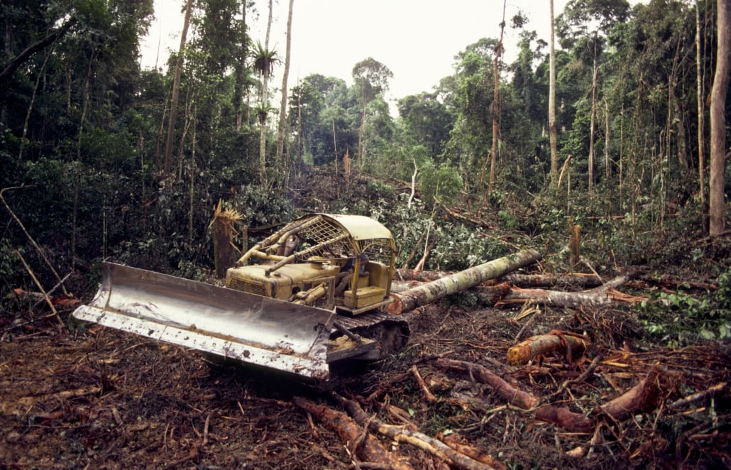 Forest_Restoration_Our_Projects_Siam_Hills_Coffee_3