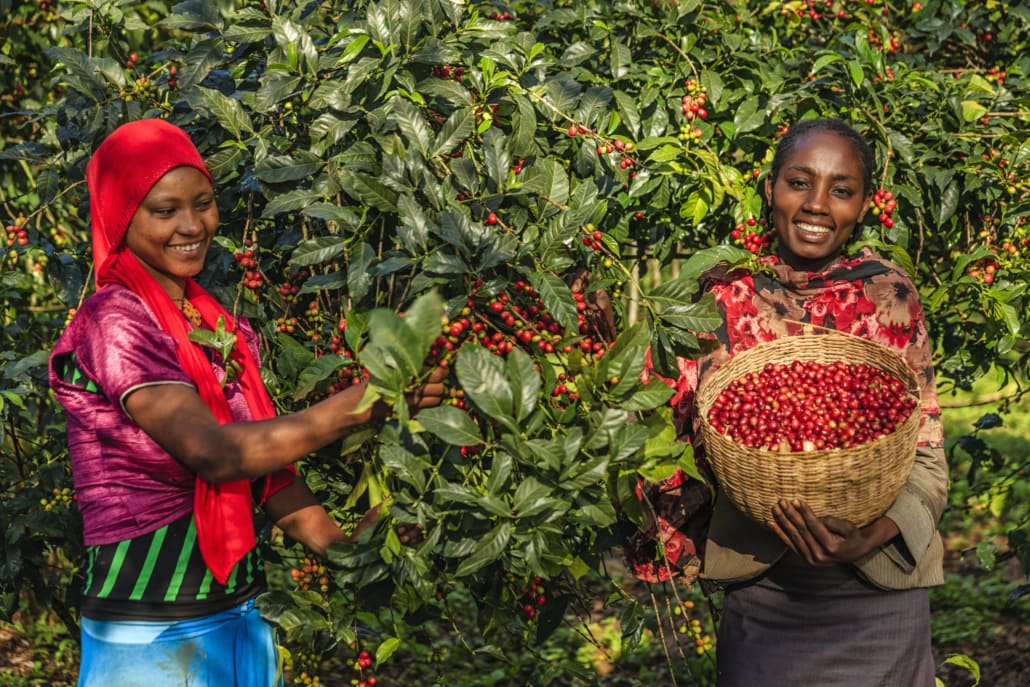 What is Shade-Grown Coffee – Does it Make our Coffee Taste Better – 7